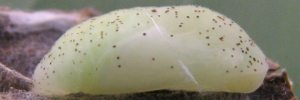 Pupae